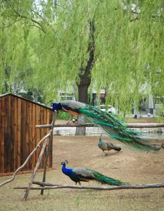 沈阳师范大学青春,再见青春沈阳