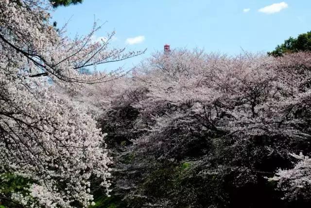 名古屋鳗鱼三吃优惠,名古屋刺身攻略