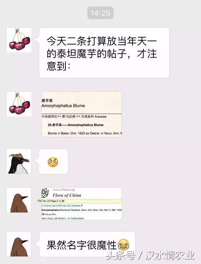 「富硒集市」到底是魔芋、磨芋、还是蘑芋?