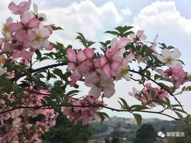 花开花落手机摄影,开到荼蘼花事了在线阅读