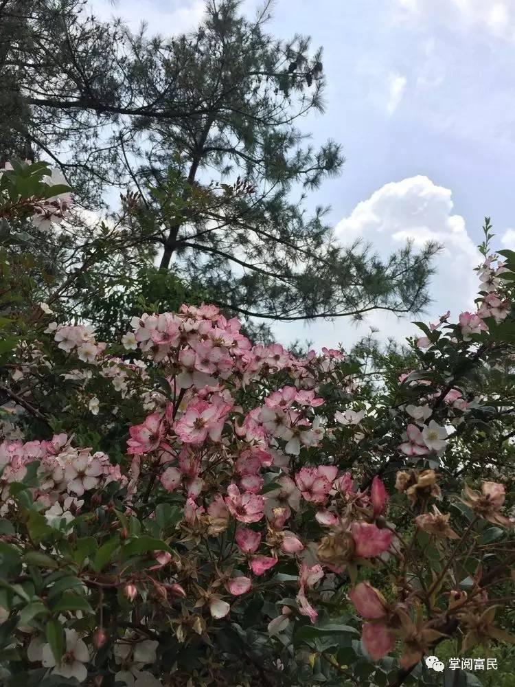 花开花落手机摄影,开到荼蘼花事了在线阅读