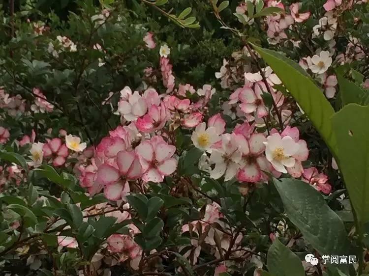 花开花落手机摄影,开到荼蘼花事了在线阅读