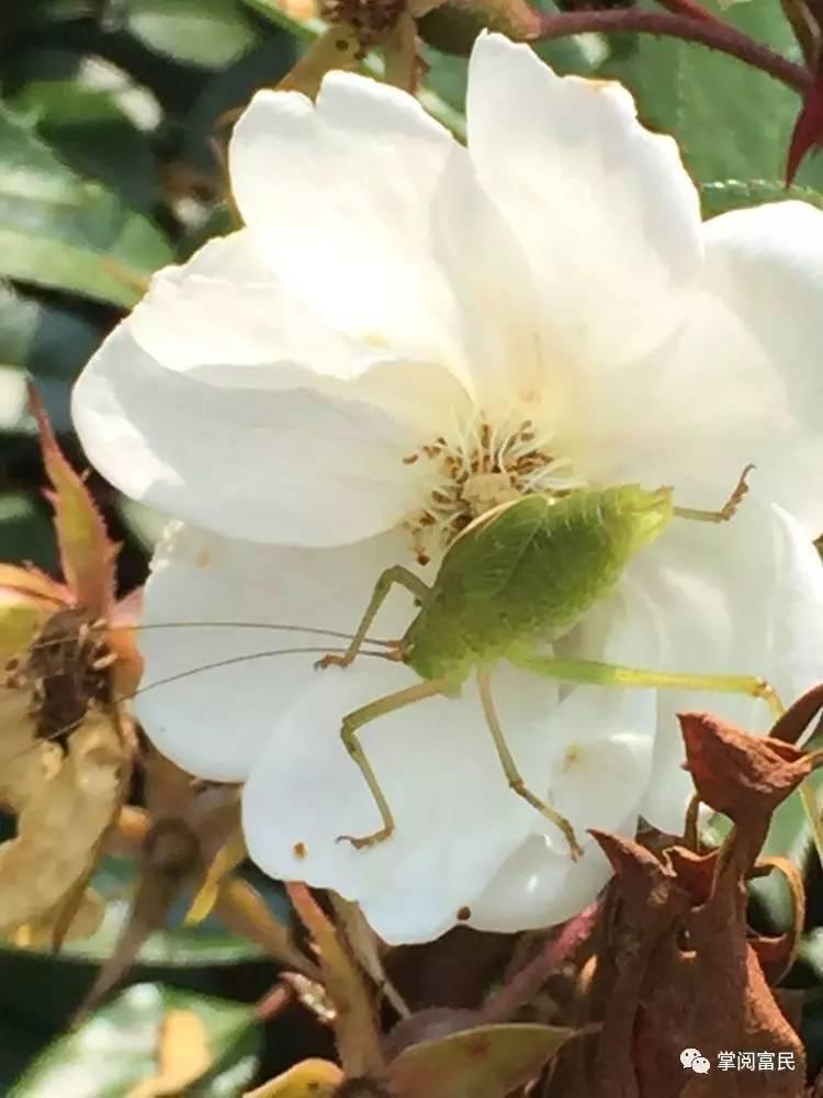 花开花落手机摄影,开到荼蘼花事了在线阅读