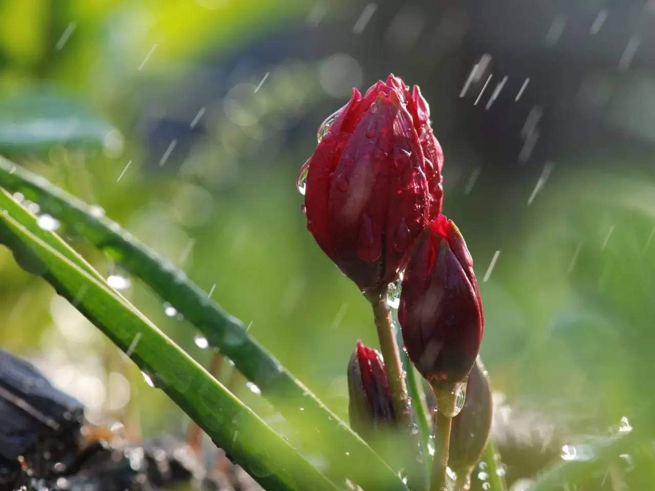 夏天的骄阳十分炎热,夏日的骄阳美歌曲完整版