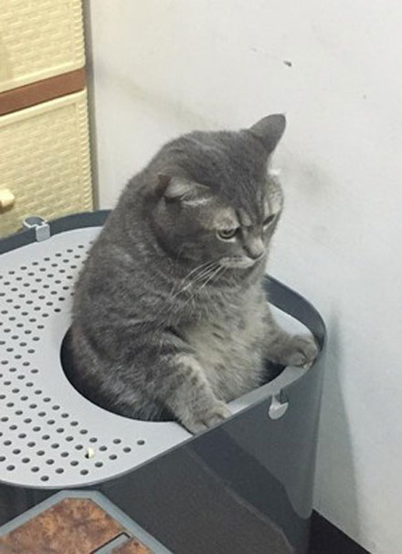 猫咪结扎之后需要注意什么,猫咪结扎前一定要打三联