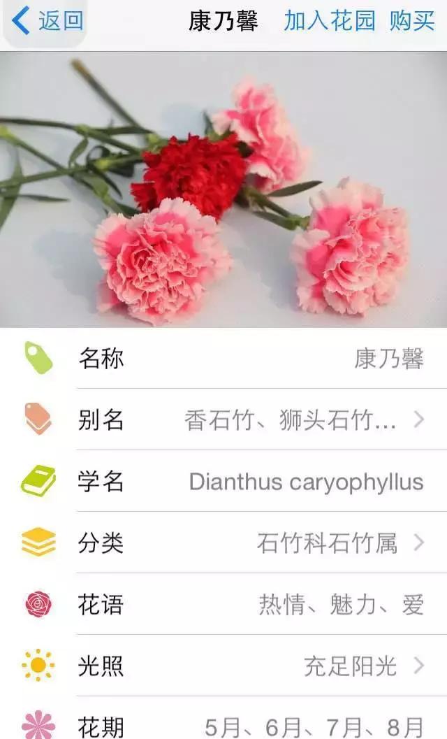 母亲节妈妈嘴里说着不喜欢花,母亲节妈妈不喜欢花吗