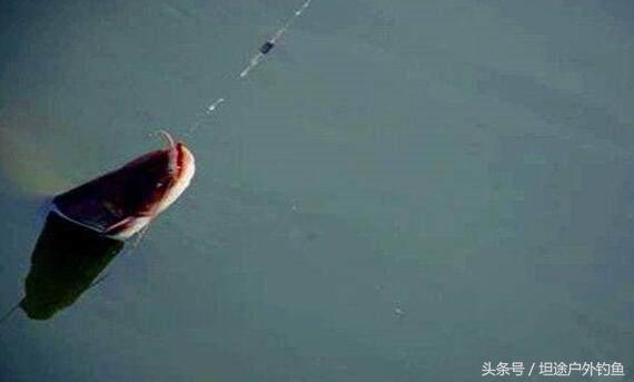怎么正确钓鲶鱼技巧和方法,鲶鱼怎么钓效果最好