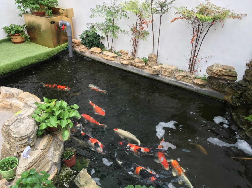 锦鲤鱼池过滤设备价格,鱼池净化过滤设备排行