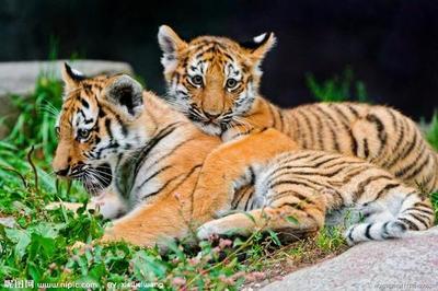 属虎的五月有什么大事,属虎的今日大事