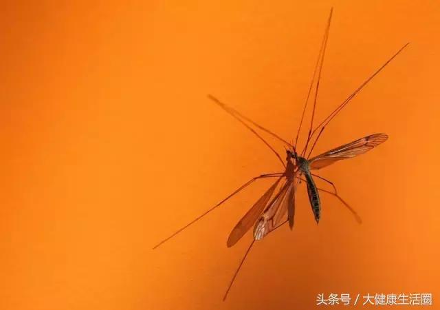 蚊子传染艾滋病的可能性是多少,蚊子为什么不能传染艾滋病