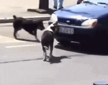 GIF，当你走在高山流水，要小心画地为牢！哈哈！走村庄里要小心！