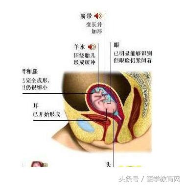 胎儿发育过程视频,胎儿发育全过程图