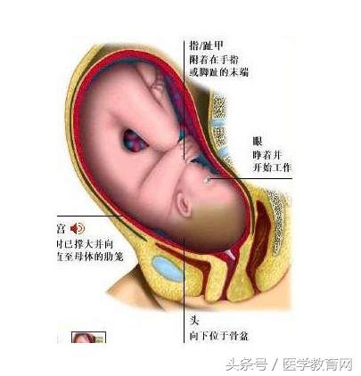 胎儿发育过程视频,胎儿发育全过程图