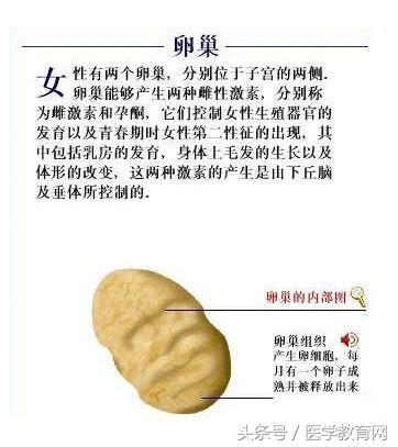 胎儿发育过程视频,胎儿发育全过程图