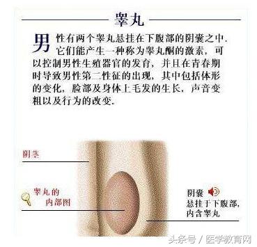 胎儿发育过程视频,胎儿发育全过程图