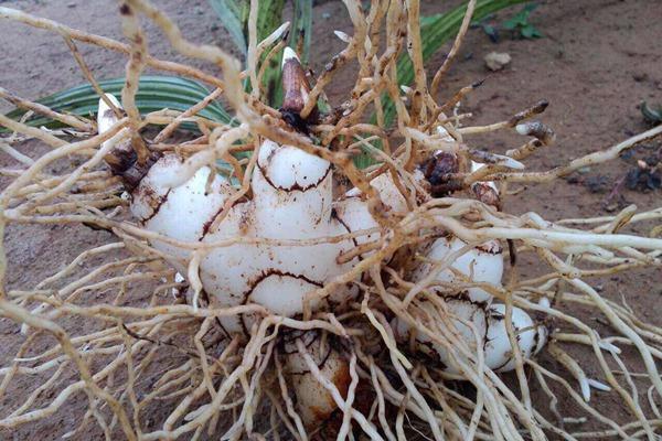 白芨种植前景和收益如何,现在种植白芨的前景和利润怎么样