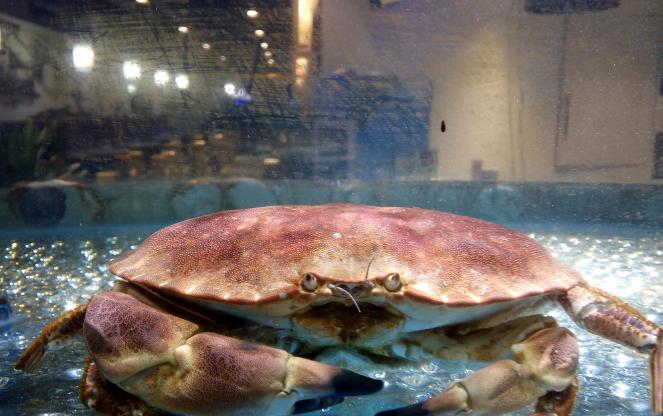 今年下半年养什么东西行情最好,钱景养殖方法