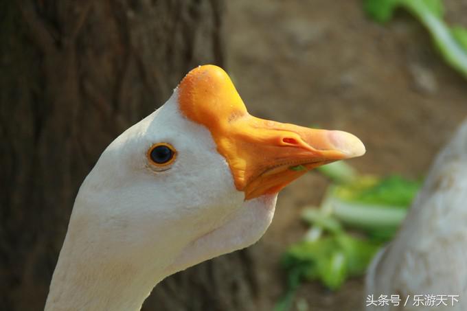 郑州思念果岭是森林公园吗,郑州思念果岭高尔夫球场