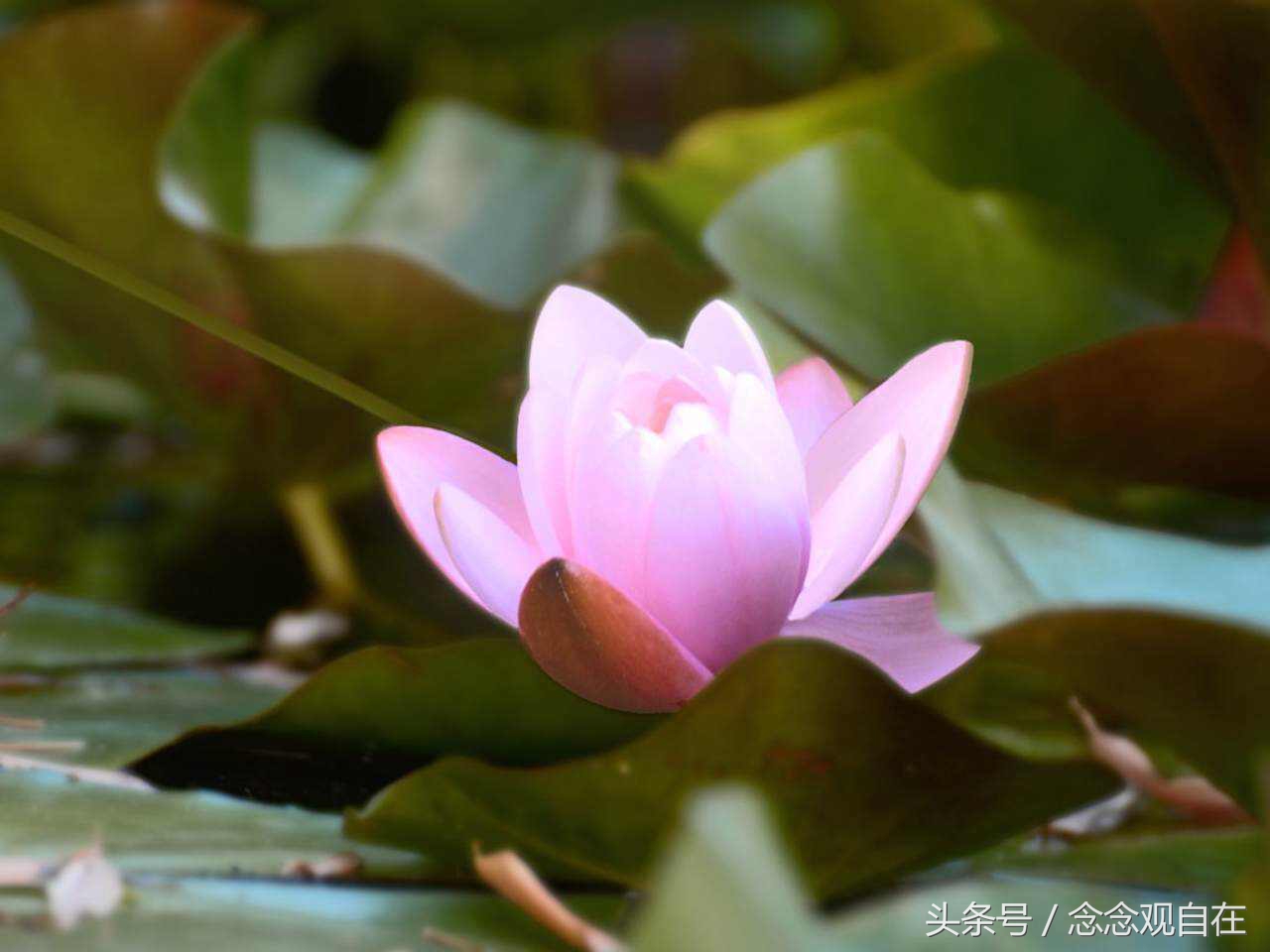 耶输陀罗与悉达多太子同床异梦,其中到底有何玄机?