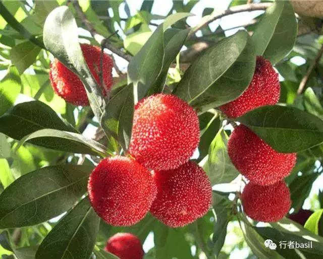 正宗杨梅酒的泡制方法,怎样酿制杨梅酒窍门