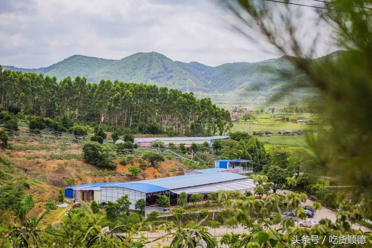 高明可以摘水果的农庄,高明60亩农庄