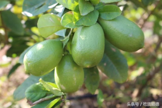 高明可以摘水果的农庄,高明60亩农庄