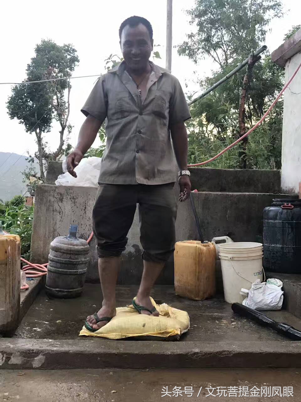 凤眼菩提从下树所有工序,千眼菩提开果过程