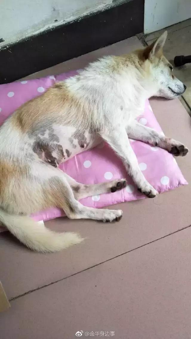 狗狗记忆力揭秘,狗狗有哪些神奇的记忆