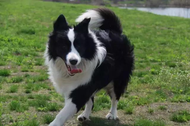 狗狗记忆力揭秘,狗狗有哪些神奇的记忆