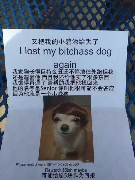 汪星人看约克犬,汪星人看到大批喵星人