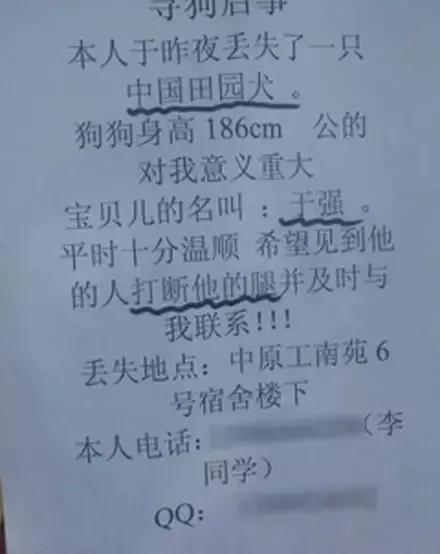 汪星人看约克犬,汪星人看到大批喵星人