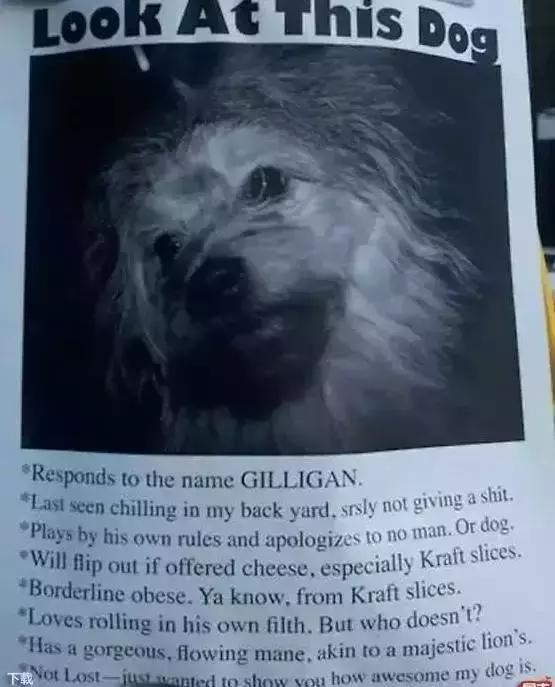 汪星人看约克犬,汪星人看到大批喵星人