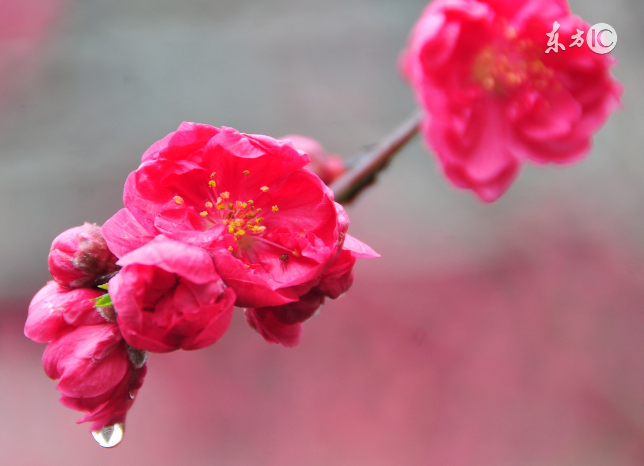 看面相识桃花,揭秘手相上的9大桃花纹图