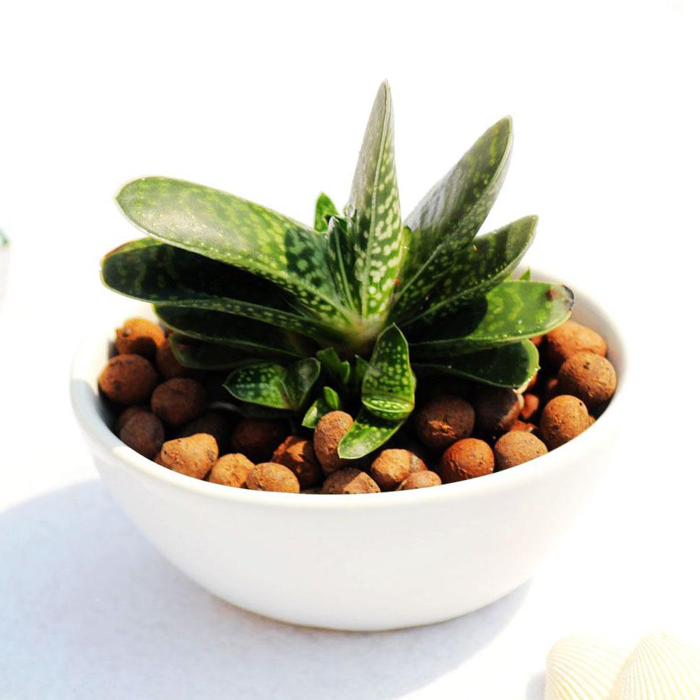 多肉除甲醛最有效的方法,多肉除甲醛最好的方法