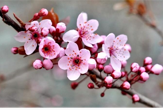 你是几月出生的就开什么花,猜猜你是什么样的花