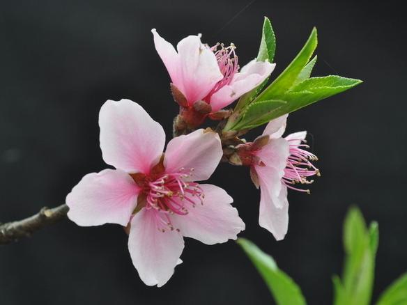 你是几月出生的就开什么花,猜猜你是什么样的花