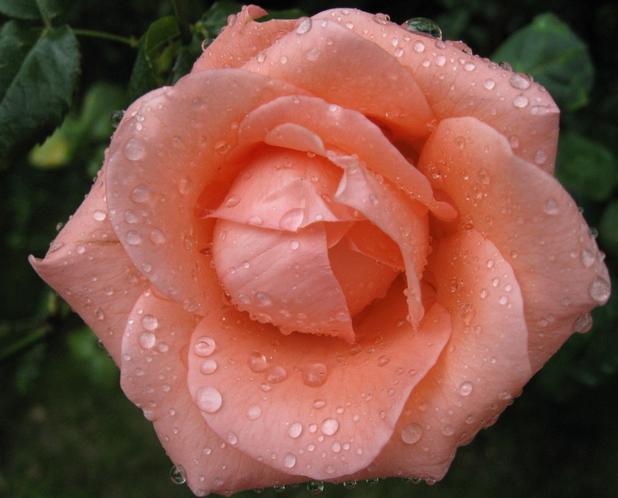 你是几月出生的就开什么花,猜猜你是什么样的花