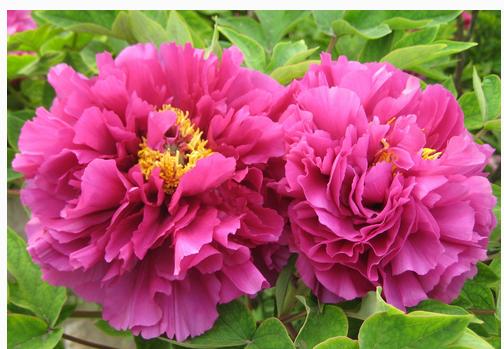 你是几月出生的就开什么花,猜猜你是什么样的花