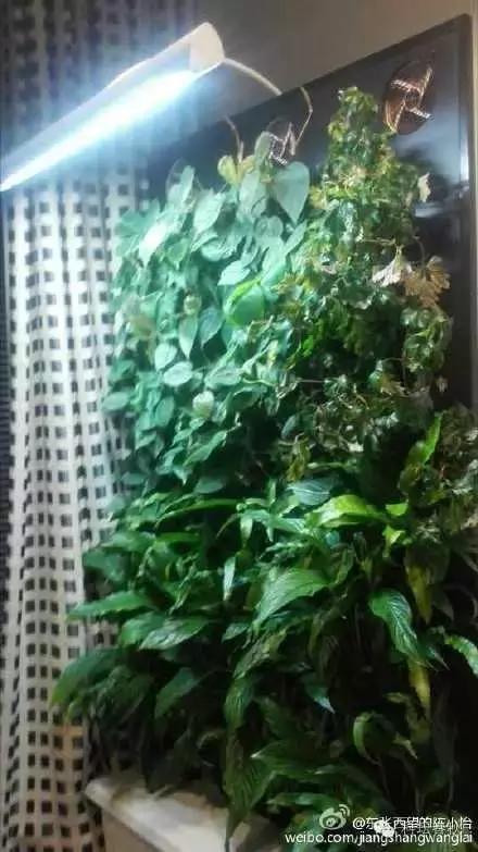 为居室带来高山空气的智能植物墙——芬兰清洁技术考察之旅见闻（一）