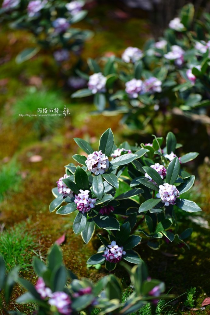 鎷滆涓滅鑽夊爞,鑺卞洯鎷滆