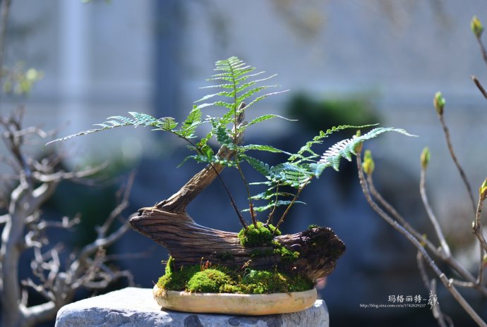 鎷滆涓滅鑽夊爞,鑺卞洯鎷滆