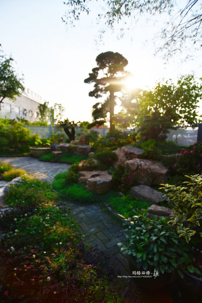 鎷滆涓滅鑽夊爞,鑺卞洯鎷滆