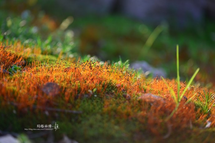 鎷滆涓滅鑽夊爞,鑺卞洯鎷滆