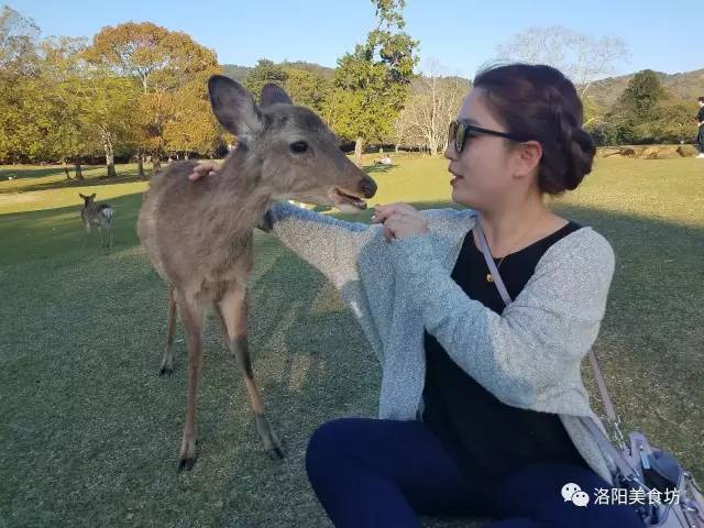 东京京都大阪奈良攻略8天,京都大阪神户奈良自由行第2版