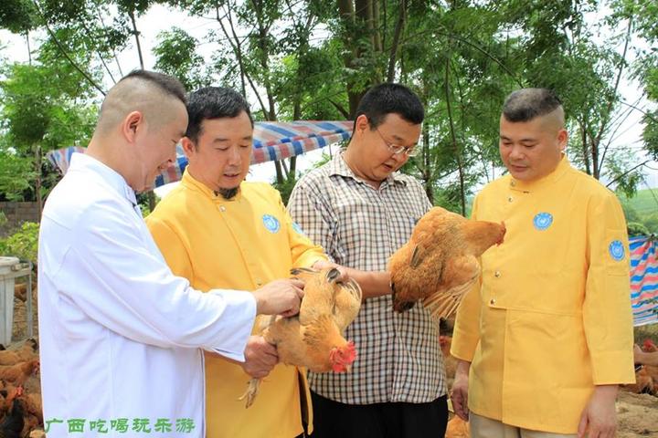 游机鸡是什么东西?吸引一群厨王跑到南宁农村吃