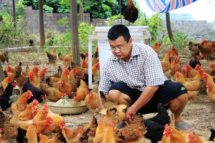 游机鸡是什么东西?吸引一群厨王跑到南宁农村吃