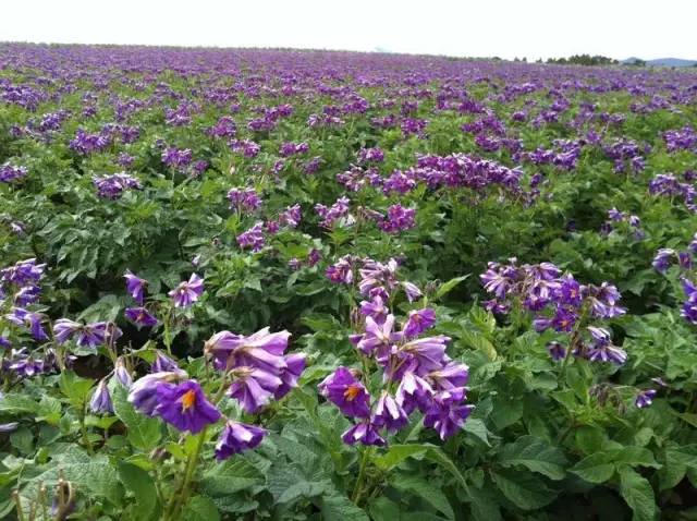 国家推进马铃薯主粮化影响,中国农业经历了几次主粮改革