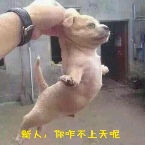 表情定制老司机，新人入群遭*戏调**，保证质量