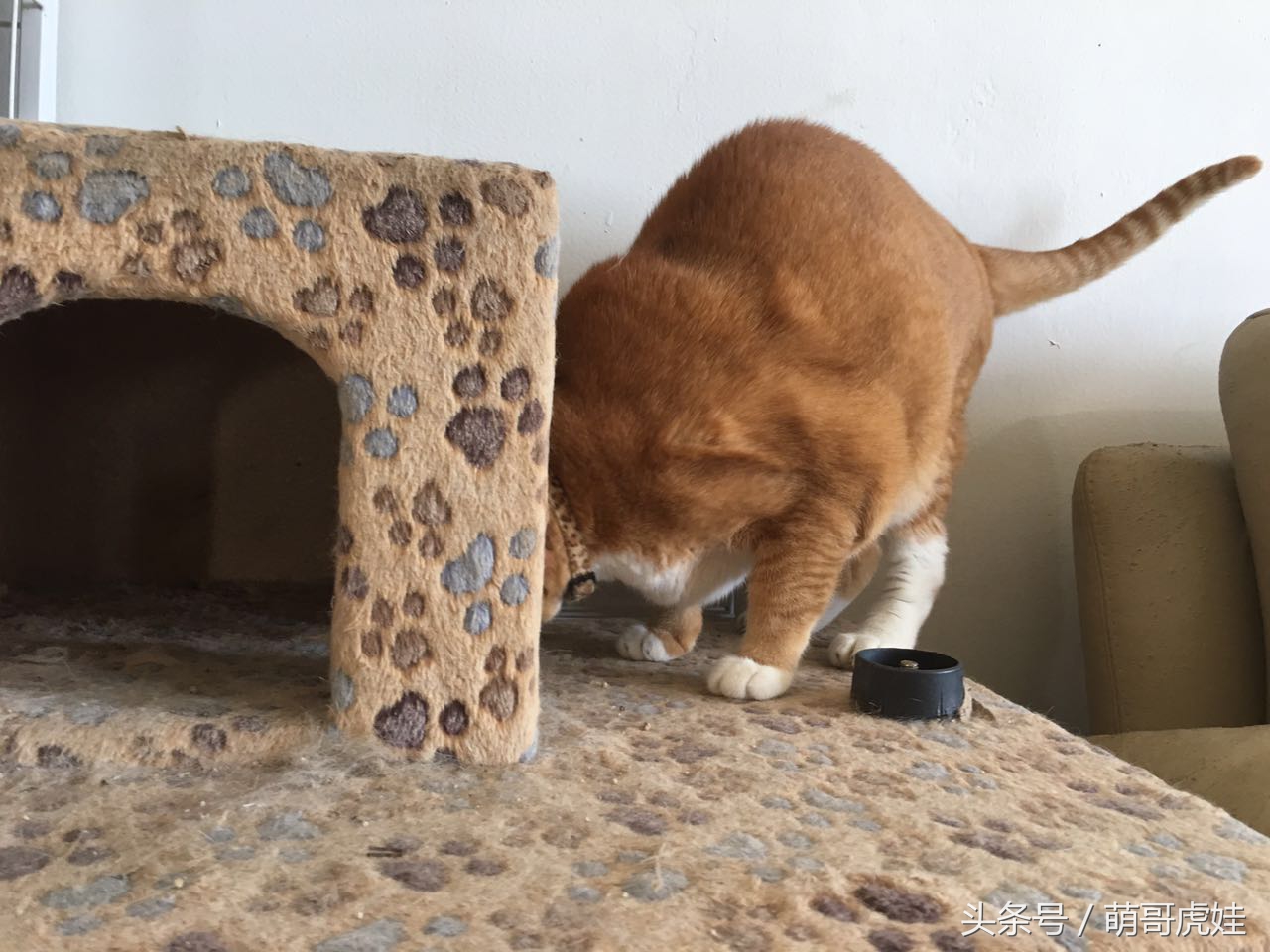 喵星人偷吃被主人发现这表情超赞,猫咪太胖铲屎官帮它减肥