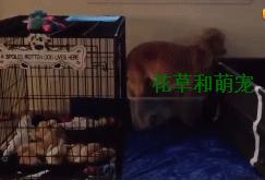 金毛生下小狗要不要抱一边去,金毛生完宝宝后继续刨地